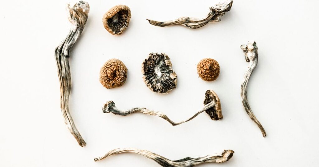 is mushroom chocolate safe